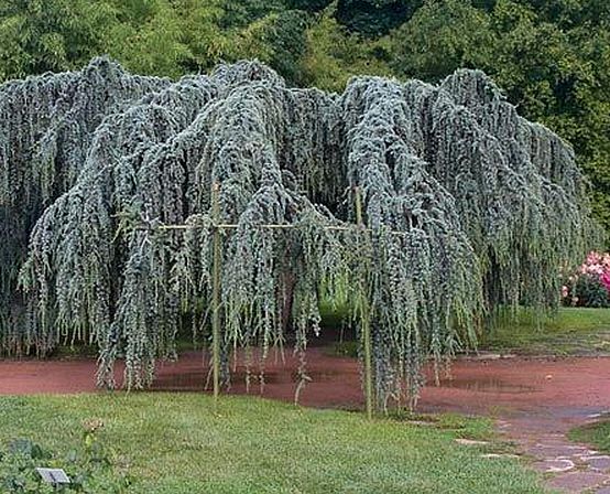 Cedrus atlantica glauca pendula 